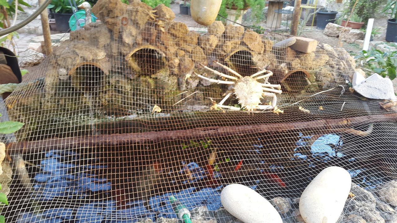 Mystery Garden Guest House Фамагуста Екстериор снимка